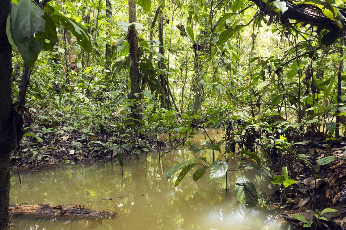 Überfluteter Pool im Regenwald im ecuadorianischen Amazonas