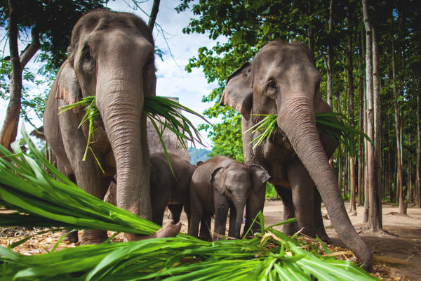 Elephants eating leaves