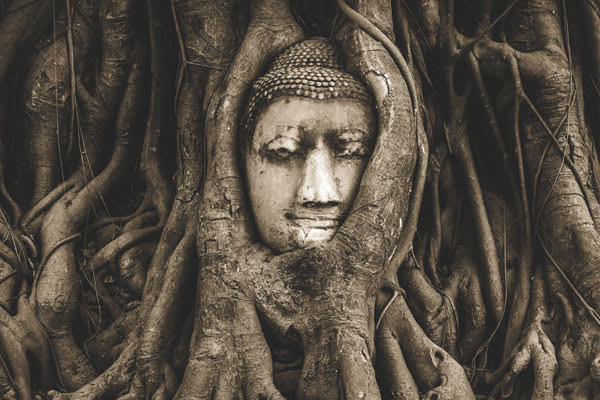 Buddha head swallowed up by a tree trunk