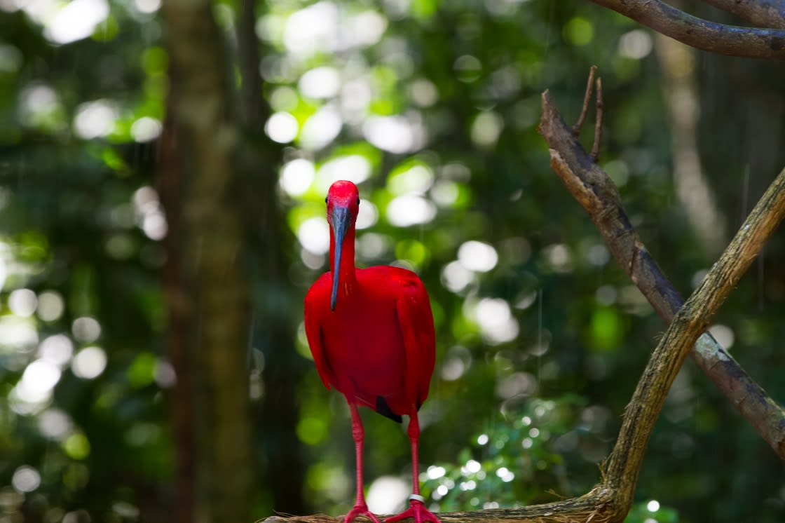  Scarlet Ibis at Iguazu Waterfalls National Park 