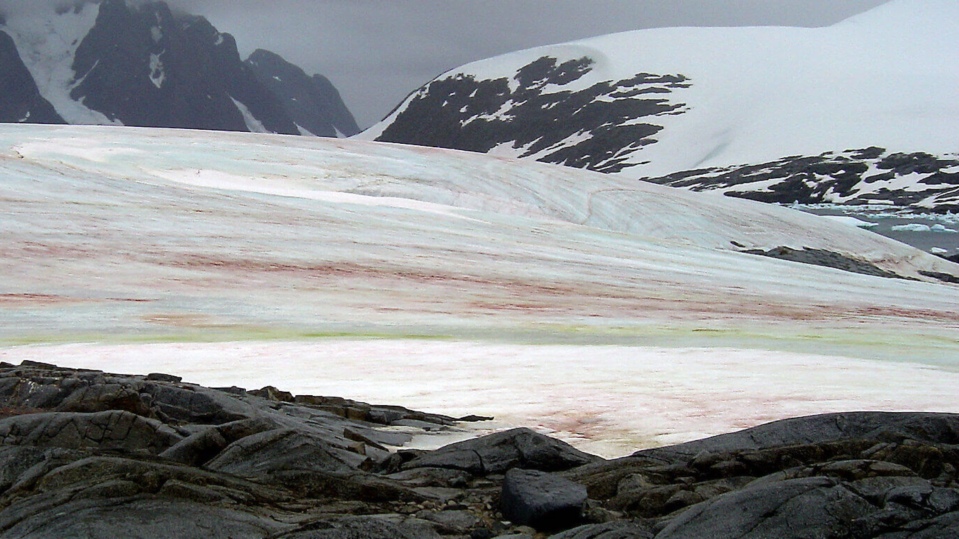 Red In Snow Why Is The Snow Antarctica Turning Green, Red & Pink? Algae!