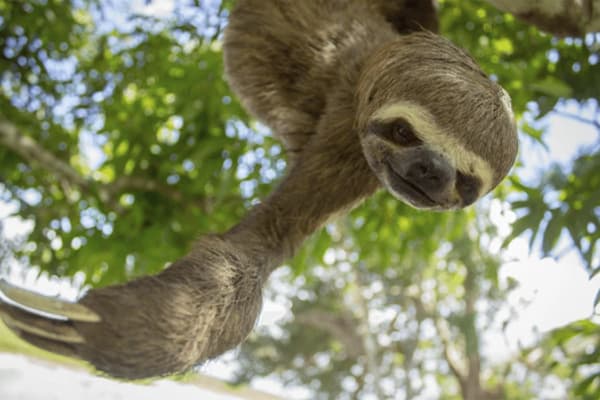 Sloth hanging from the trees in Pacaya Samiria