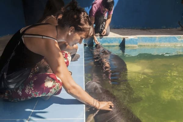 Tourists visiting Manatees in Iquitos