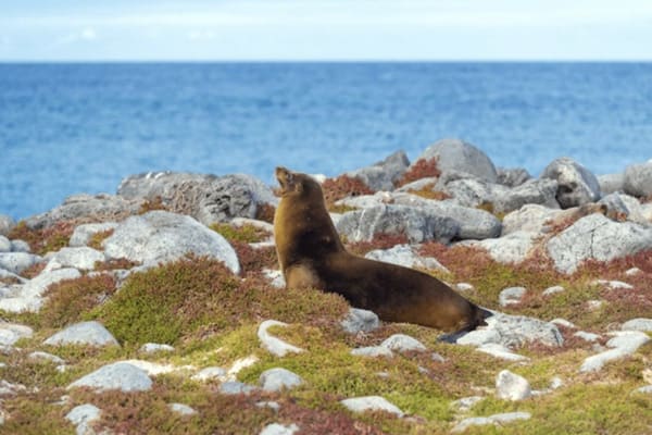 sea lion lying by the beach in Galapagos