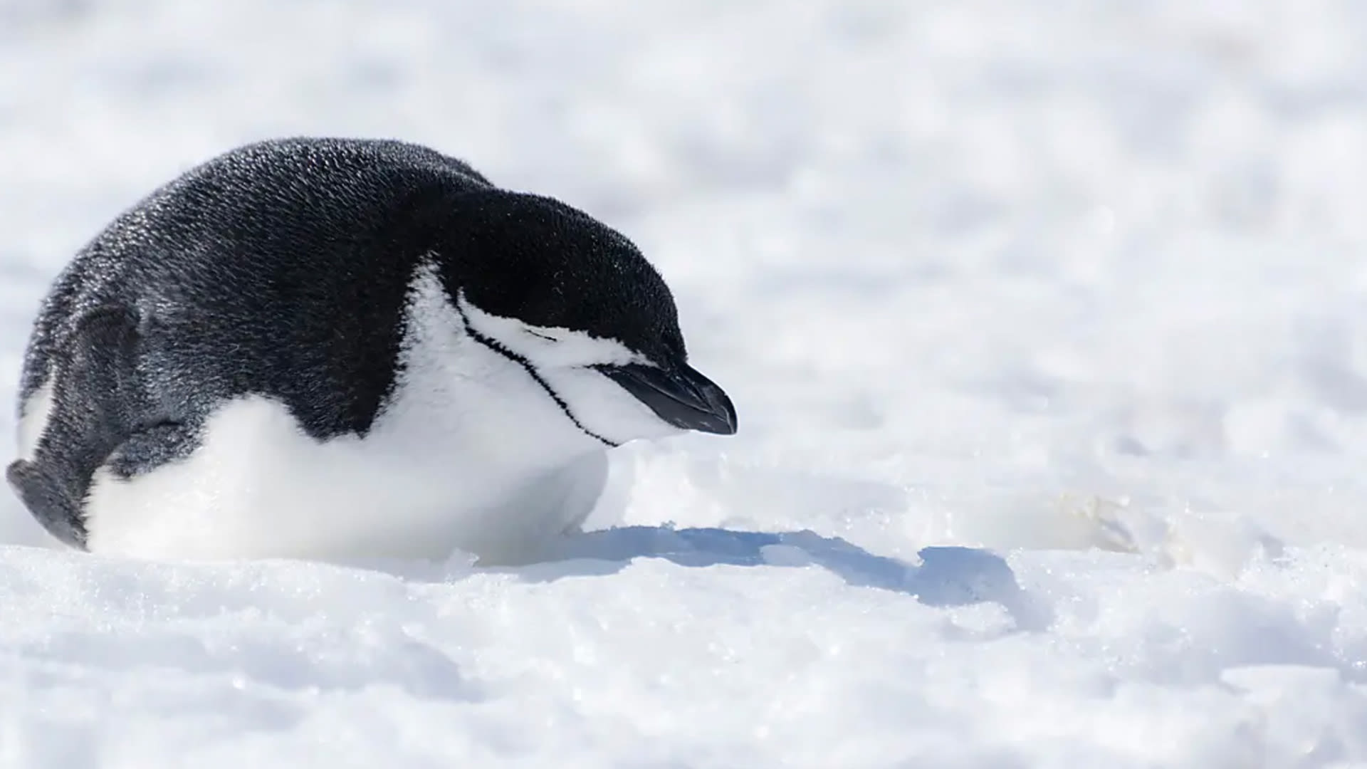 The Great Austral Loop (19D) | Antarctica Cruises