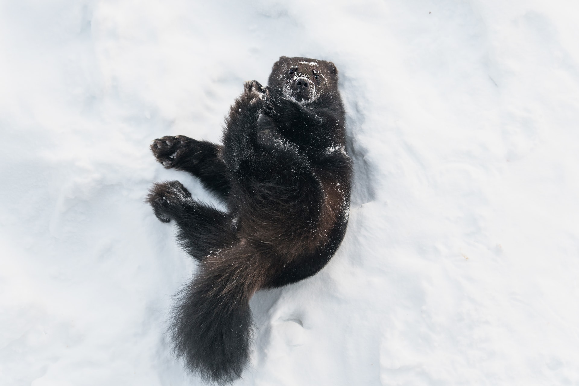 10 Wild Wolverine Facts: A Marvel Of The Arctic Kingdom