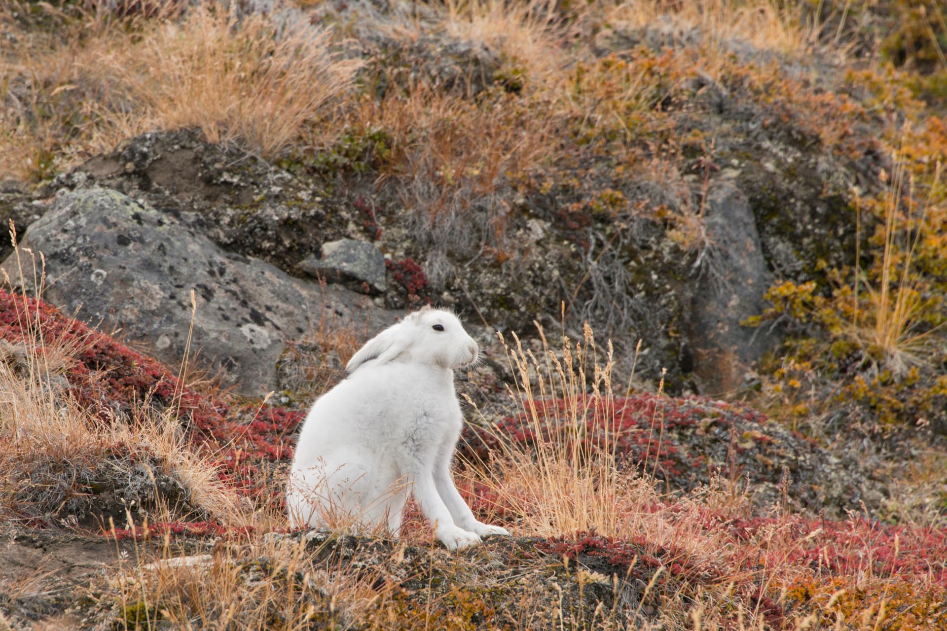 Artic Rabbit Family 7 Hair-Raising Arctic Hare Facts | Antarctica Cruises