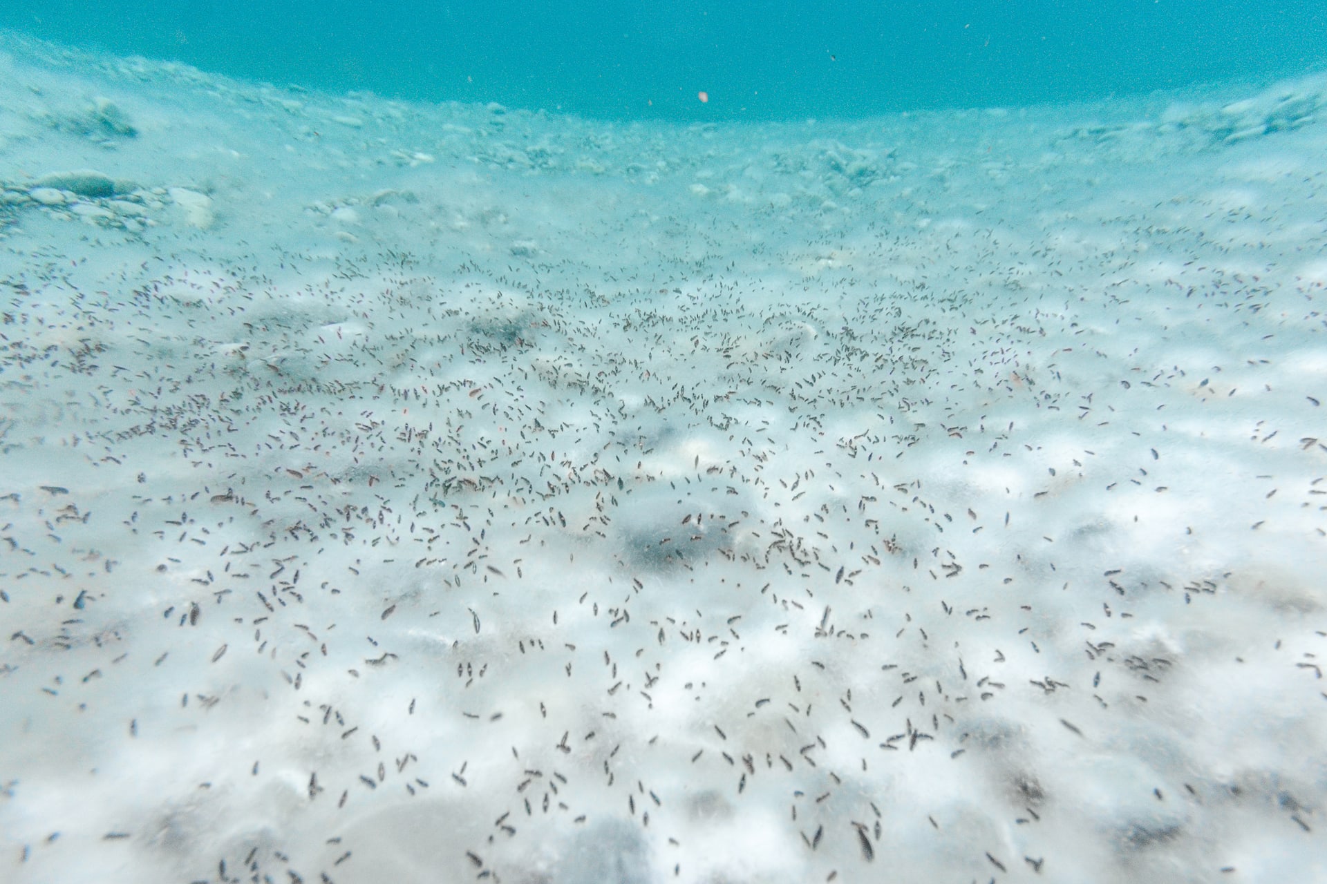 No Red Blood Cells? No Problem, For This Noodlefish, image size:1920x1280