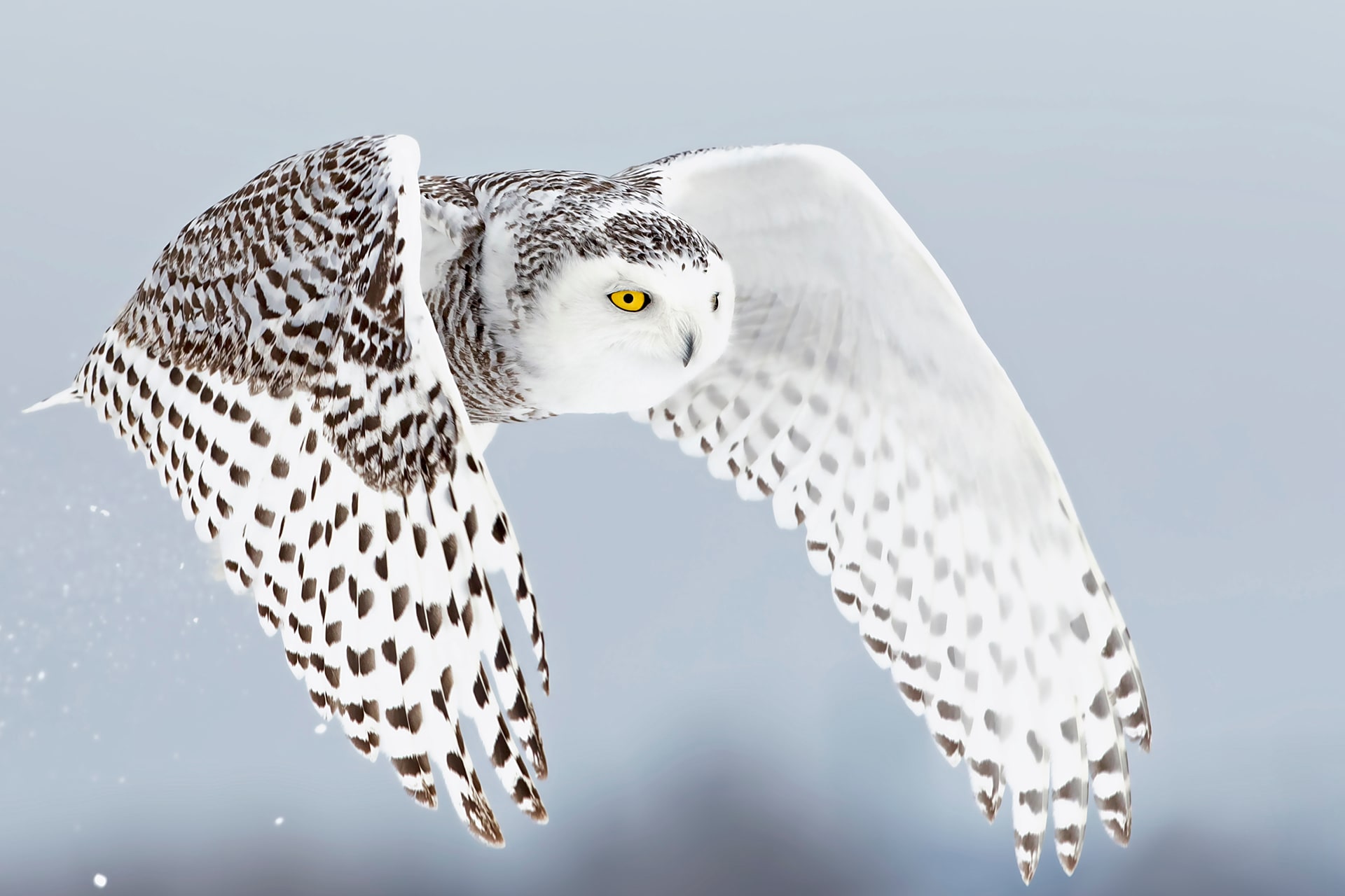 7 Fun Facts About Snowy Owls To Wow Your Friends With