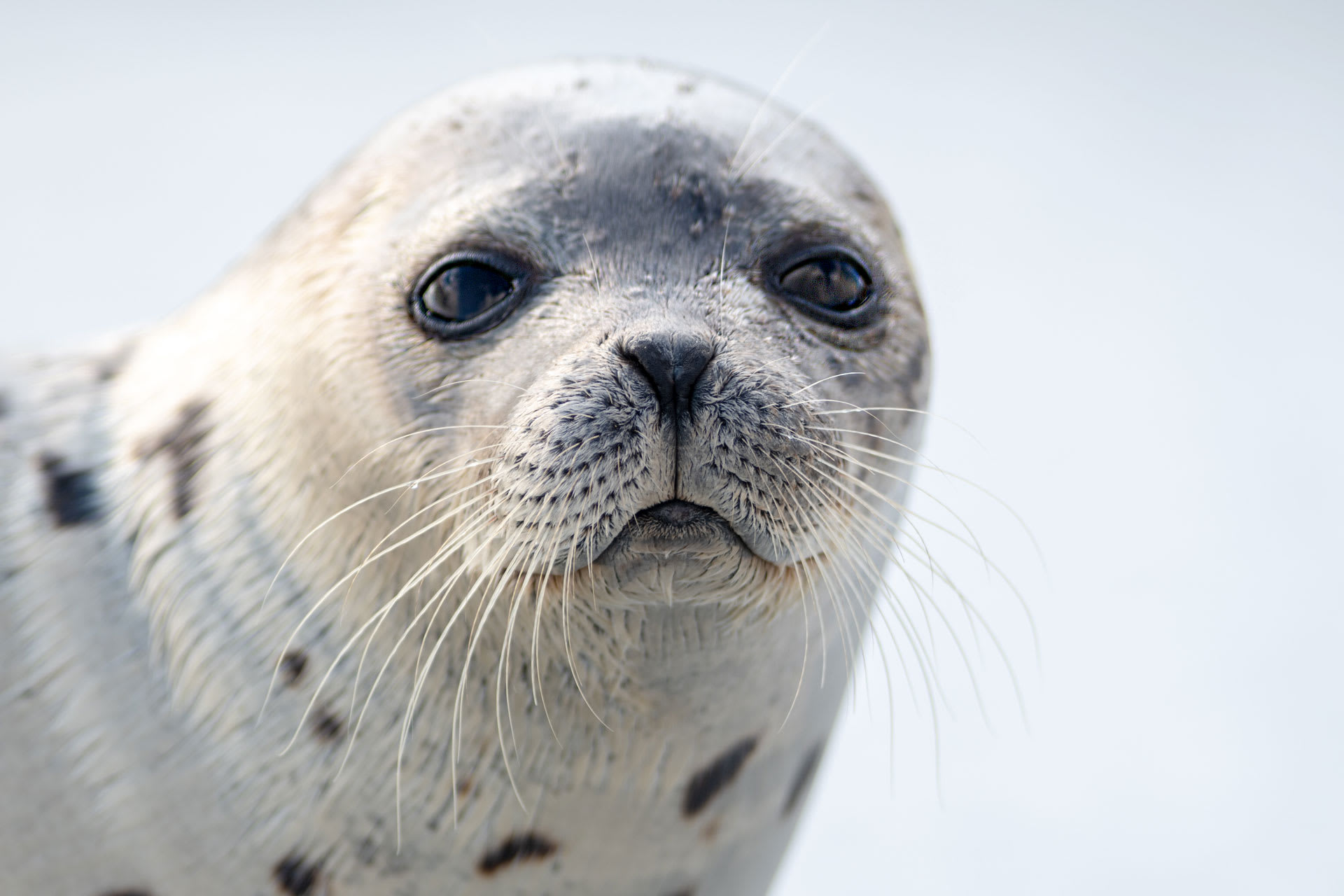 5 Datos Sobre La Foca Arpa Que No Dejarás de Contar a Tus Amigos, image size:1920x1280