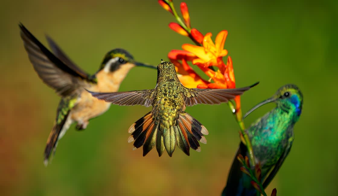 A close-up shot of three hummingbirds near a bright orange flower with a vibrant green background.
