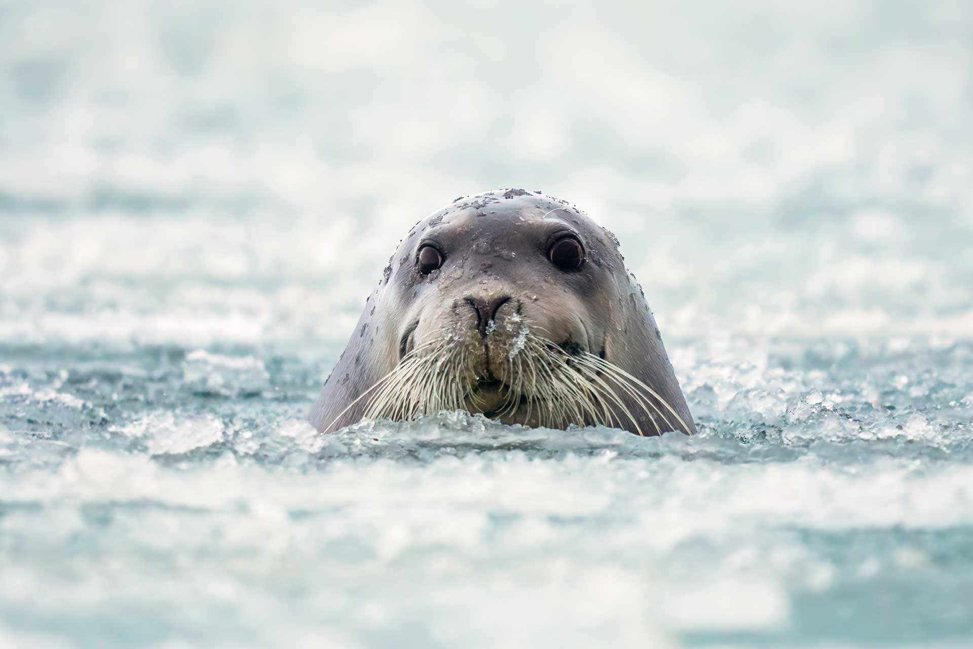 Descargar fondos de Cría De Foca Arpa En La Nieve | Wallpapers.com, image size:1920x1280