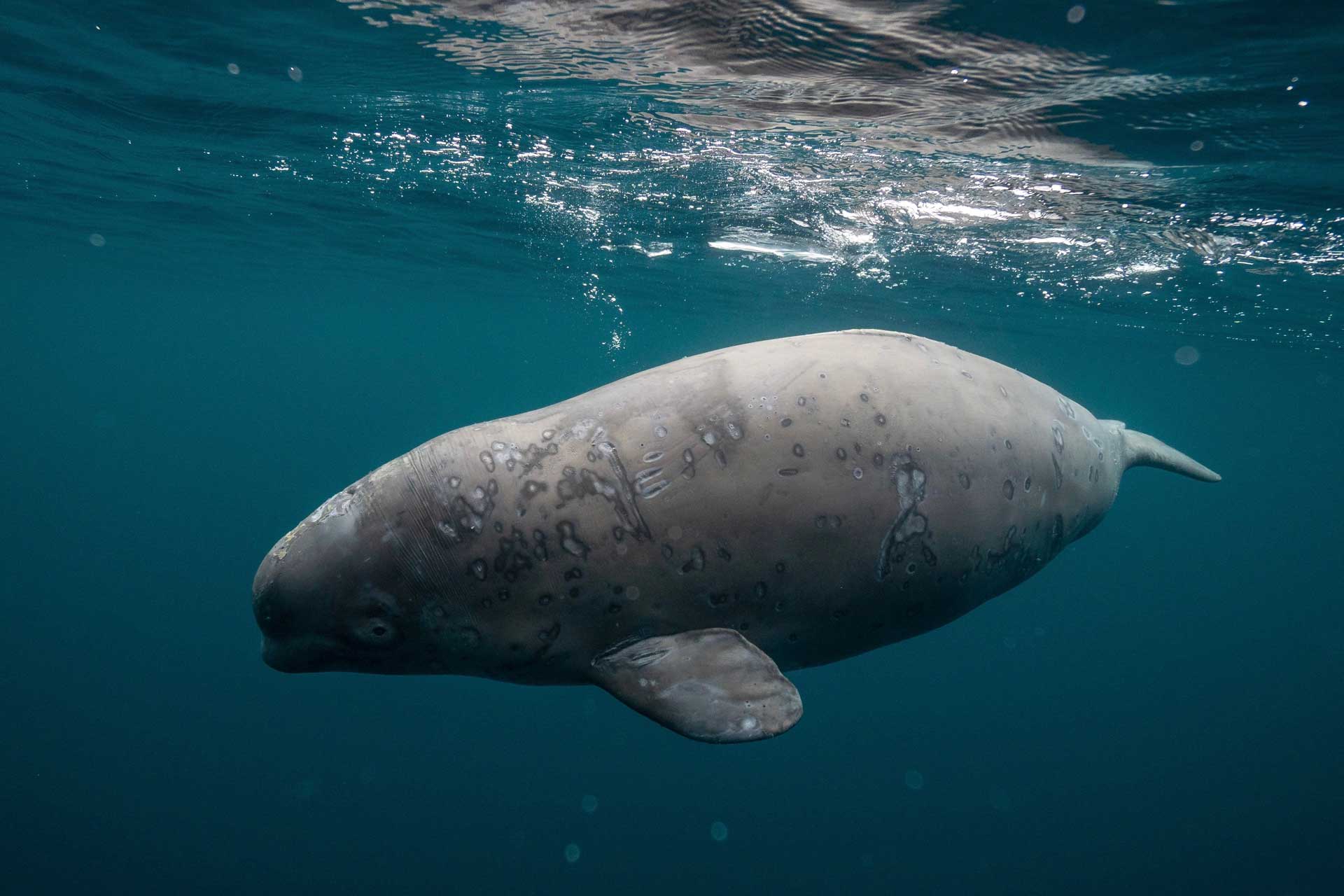 A Guide To Arctic Whales & Whalewatching On An Arctic Cruise