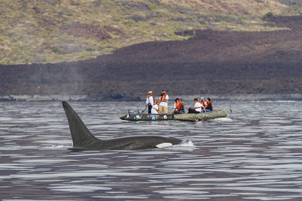 whale in galapagos