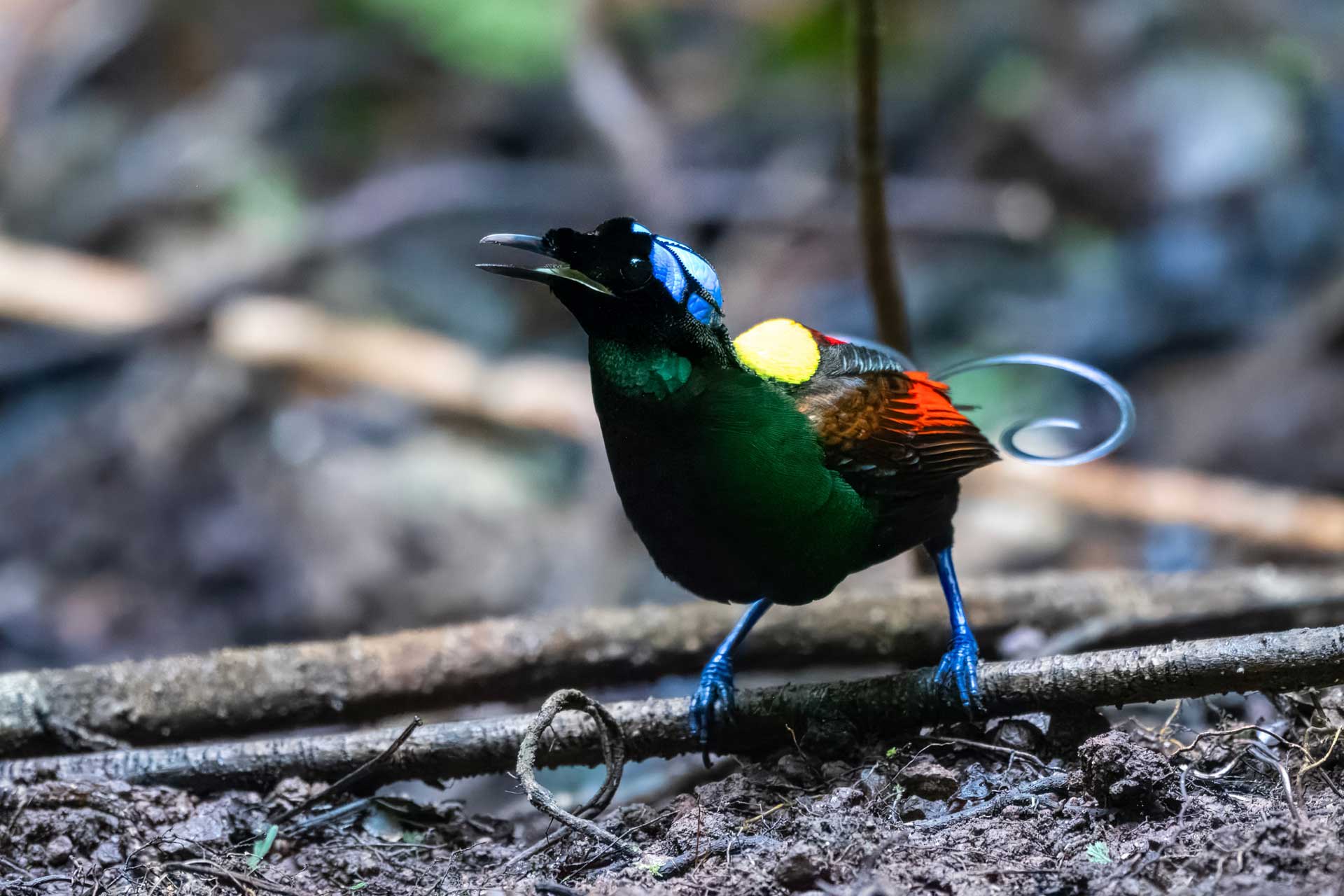of Paradise | 日本最大級 緑R Bird - 極楽鳥⁄Birds MTG通販 極楽鳥