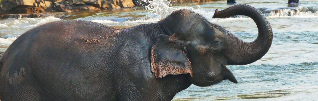 Elephant splashing water