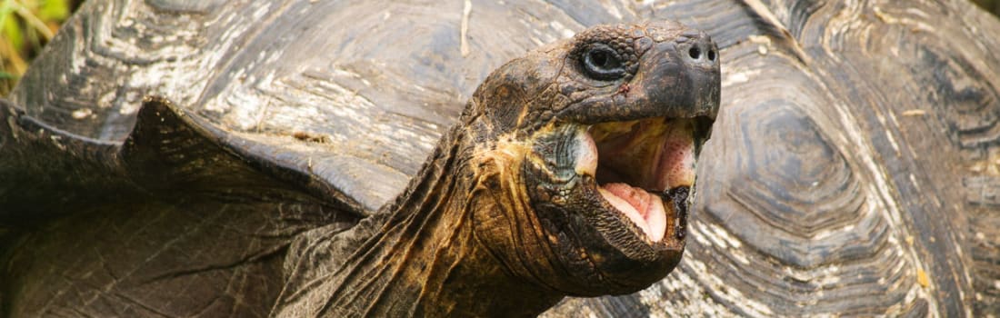 A tortoise with his mouth open