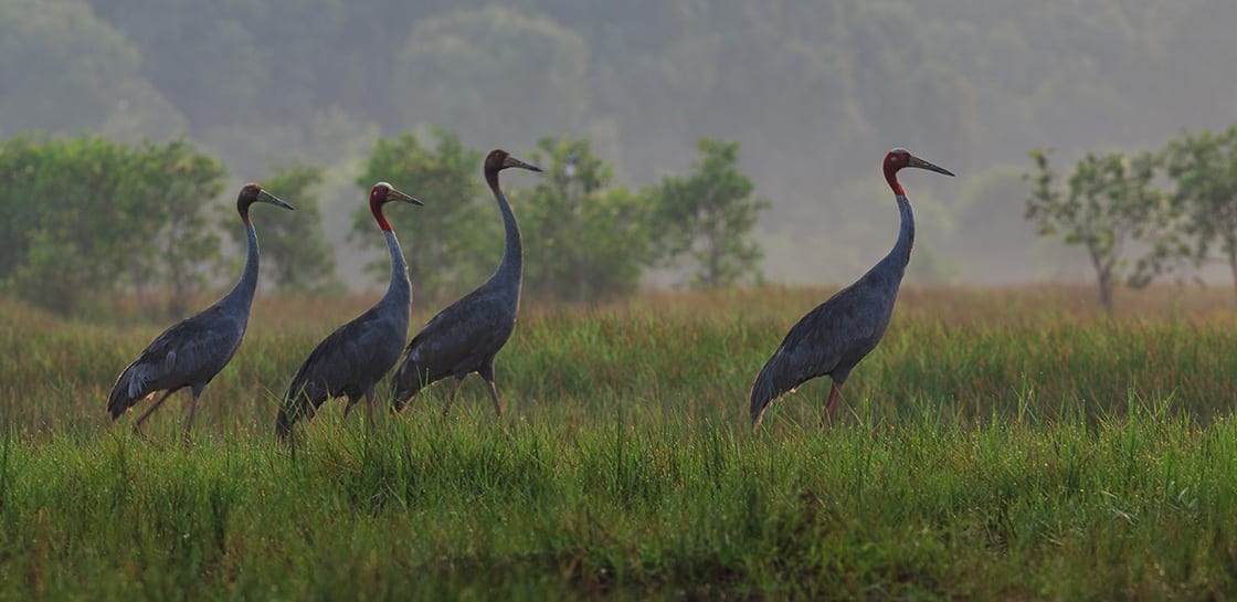 Red-headed,Crane,In,Tram,Chim,National,Park,,Vietnam