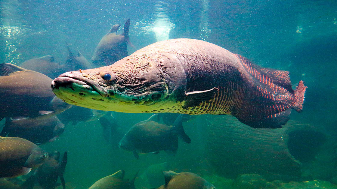 arapaima Gigas One Largest Freshwater Fish And River Lakes