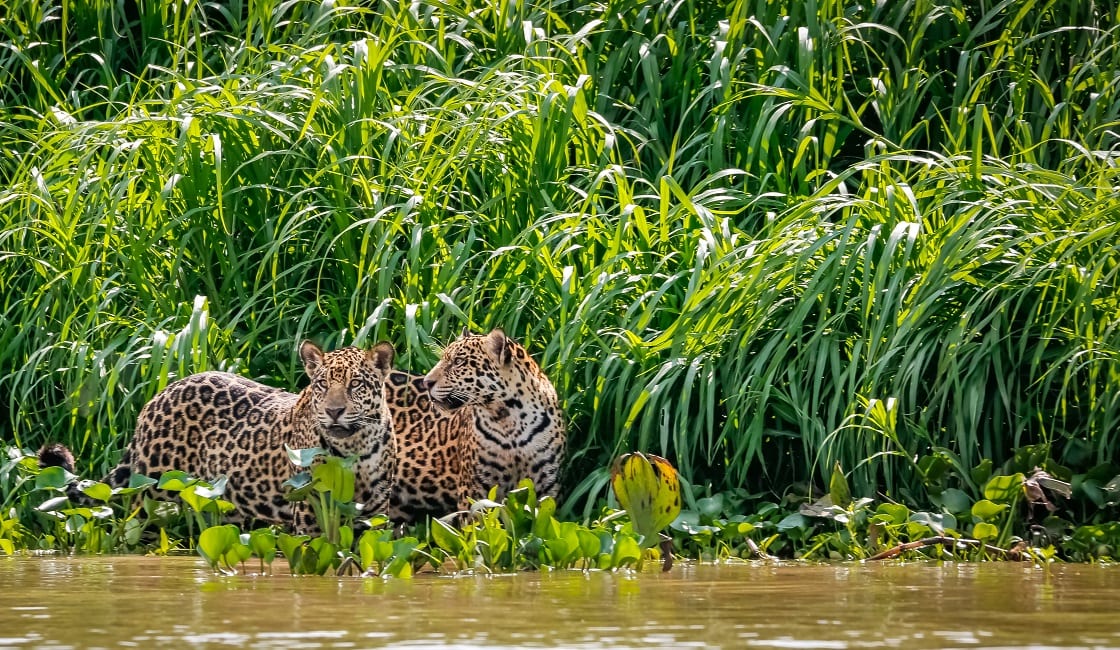 Two,Jaguar,Brothers,Standing,On,A,River,Edge,Against,Green