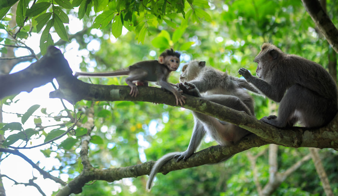 monkeys on branches