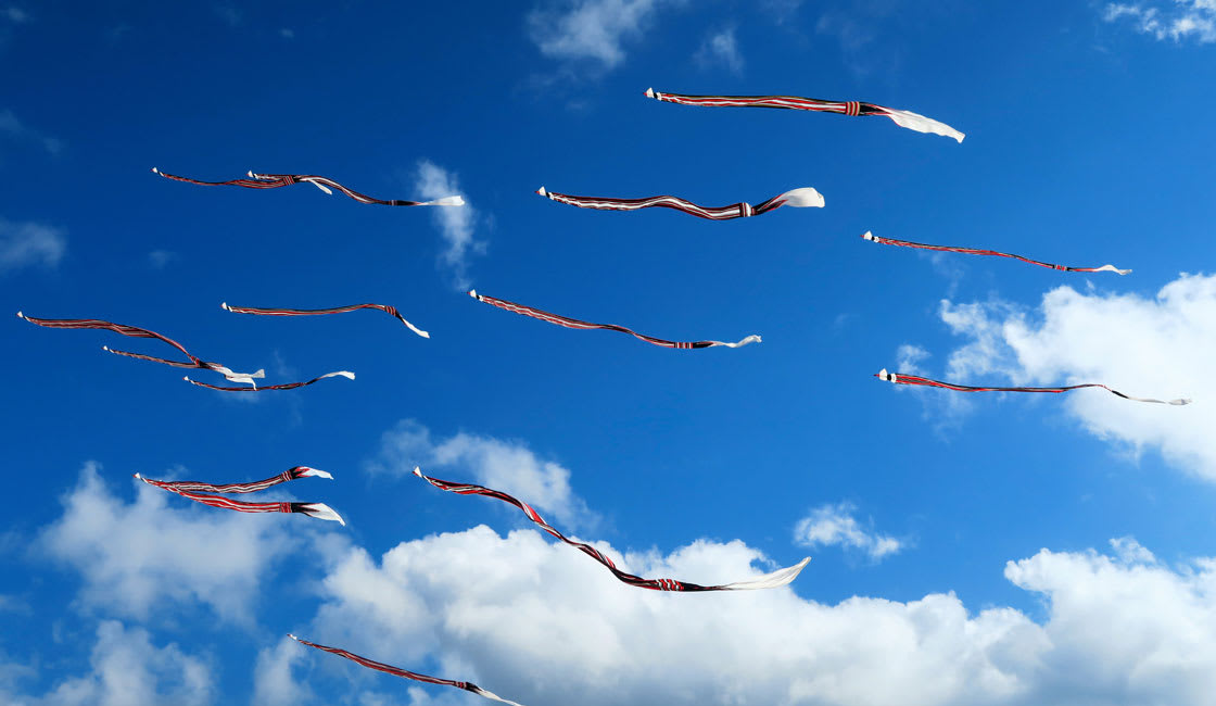 kites in the sky