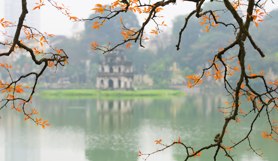 tree branches and a lake