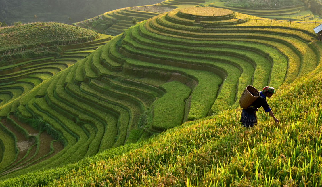 rice fields in bali