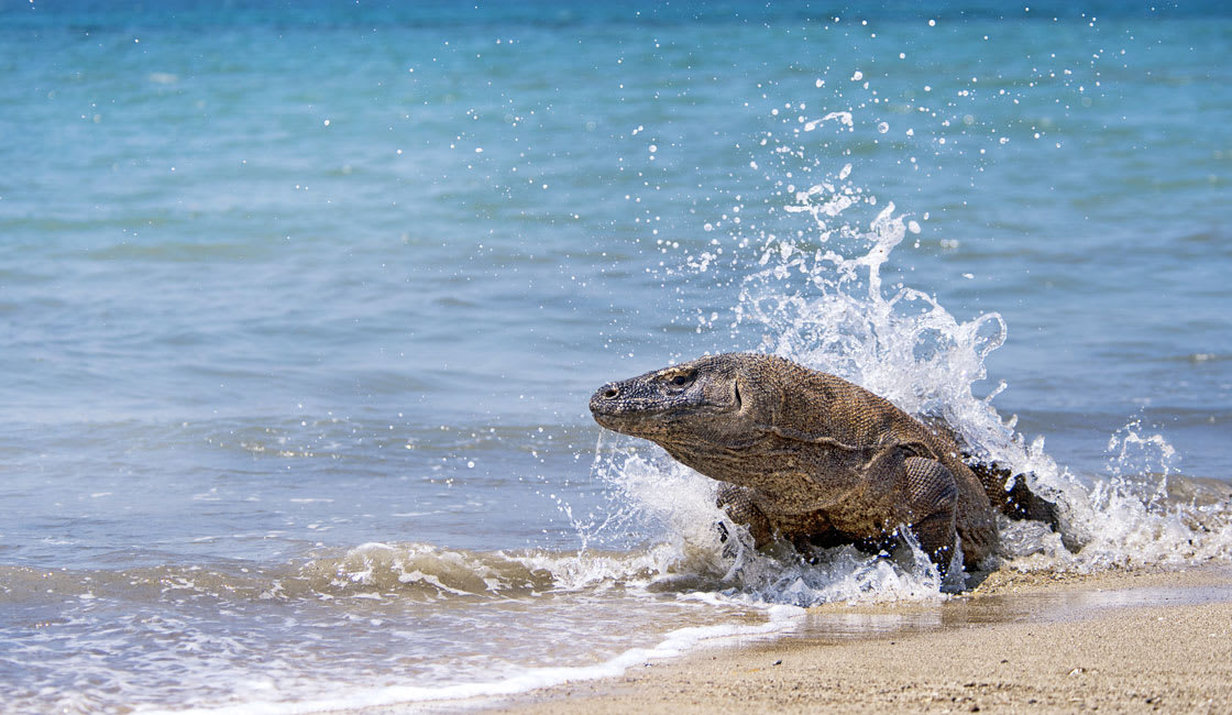 komodo dragon 