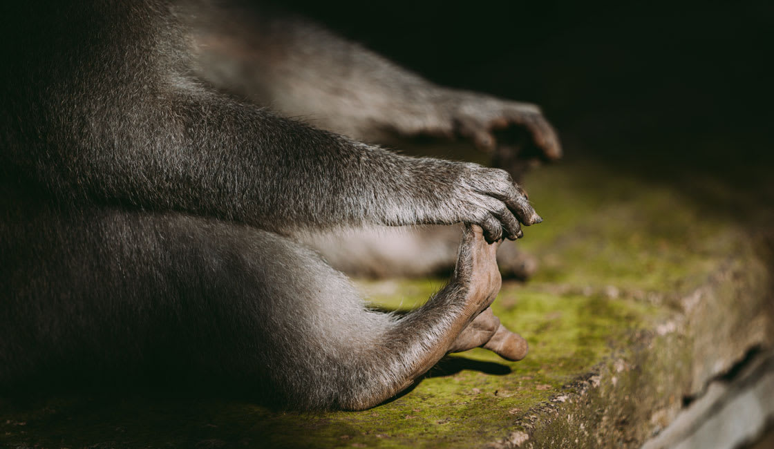 Mischievous Monkeys in indonesia