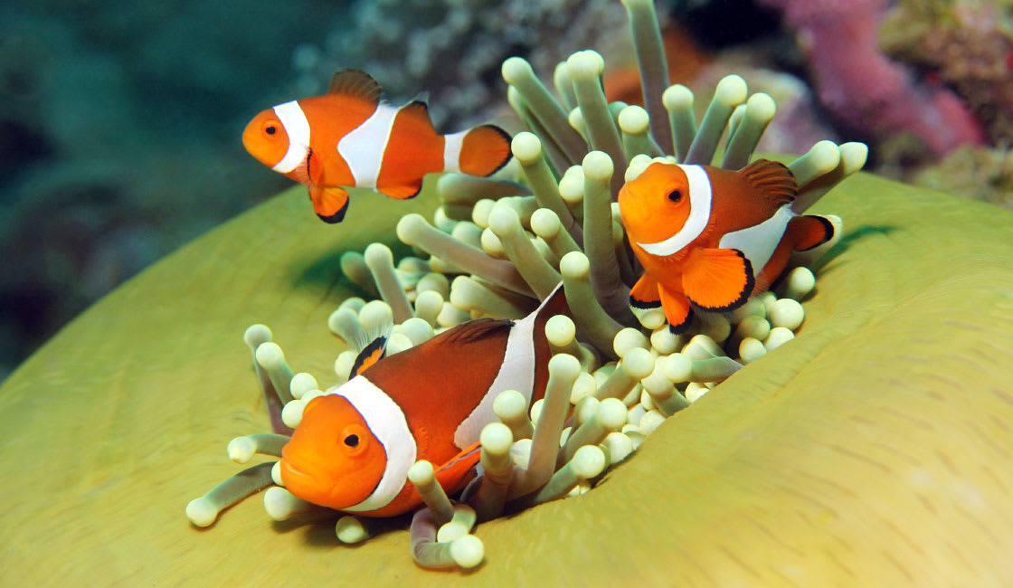 nemo clown fish pulau bukanen indonesia