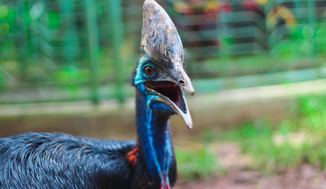 rare bird at burung bird park