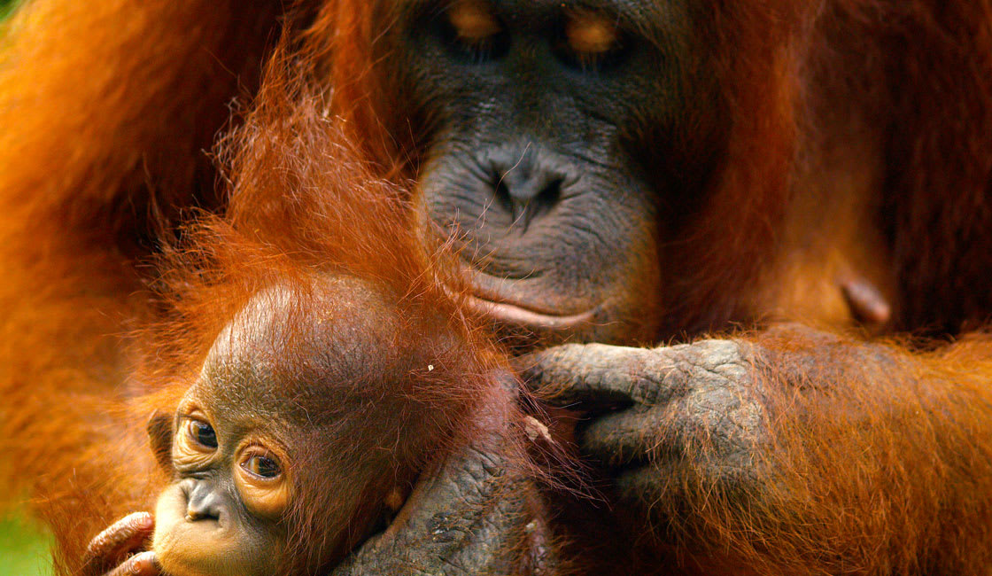 orangutan mom and baby