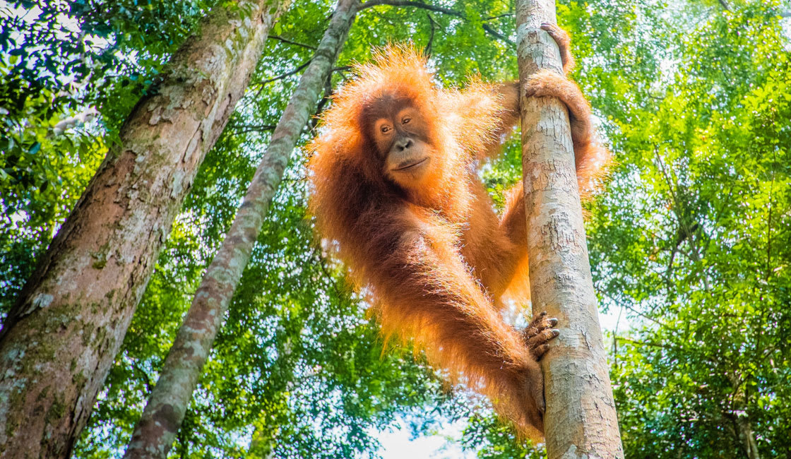 orangutan hanging on a tree