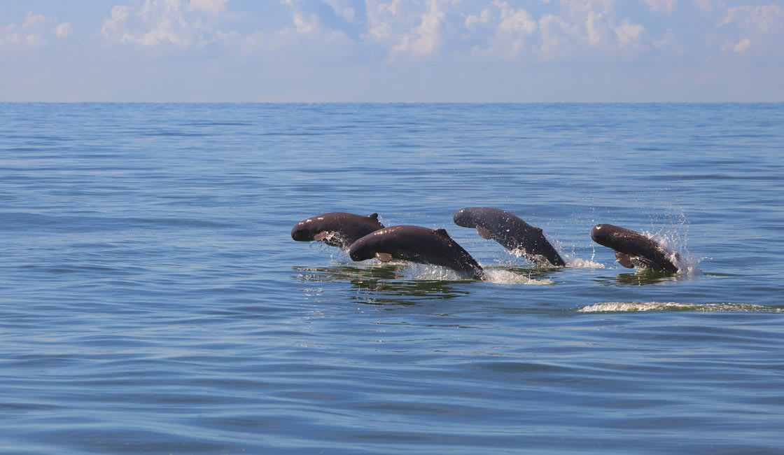 Irrawaddy-Dolphins