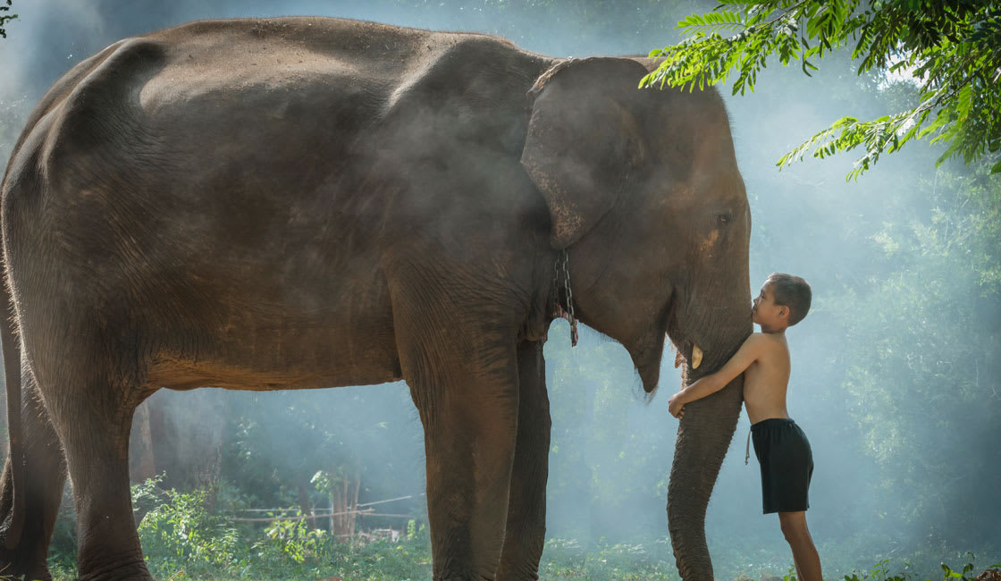 bond with elephants