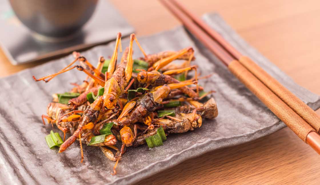 Grasshoppers served on a plate