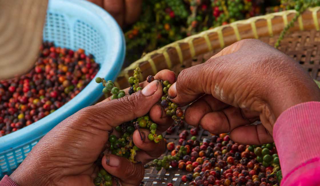 Hands working with fresh pepper harvest closeup