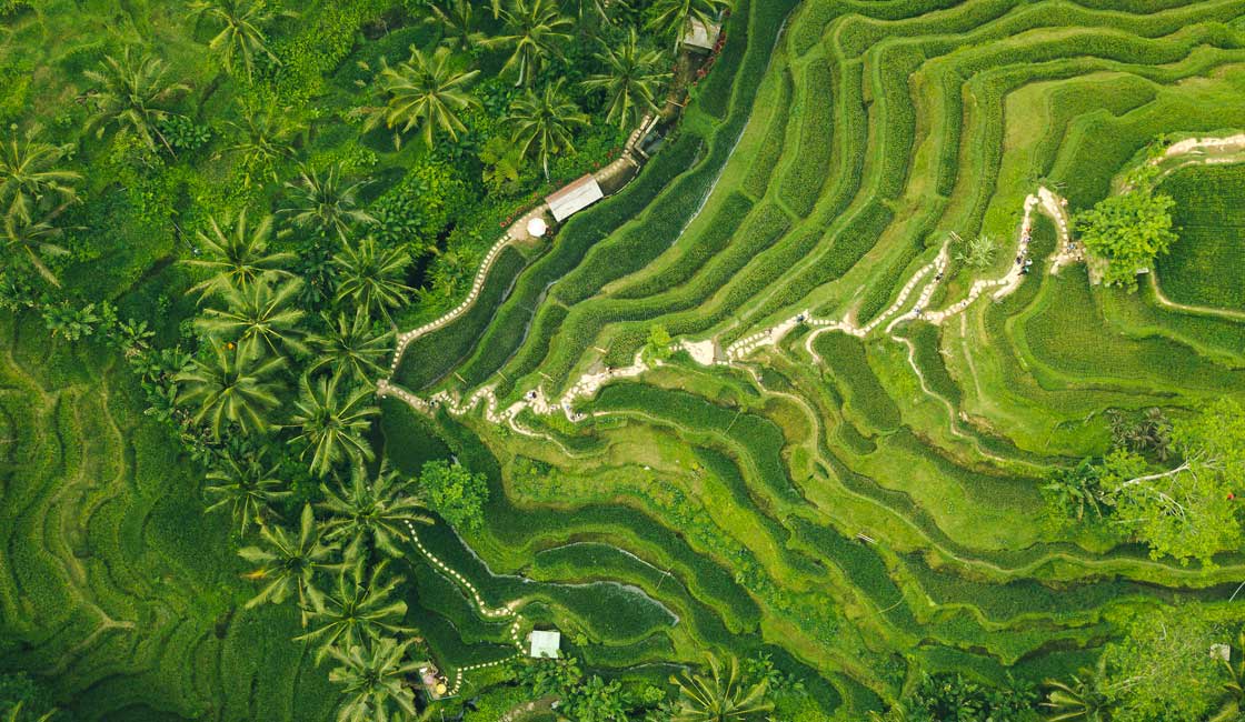 Aerial view of rice fields