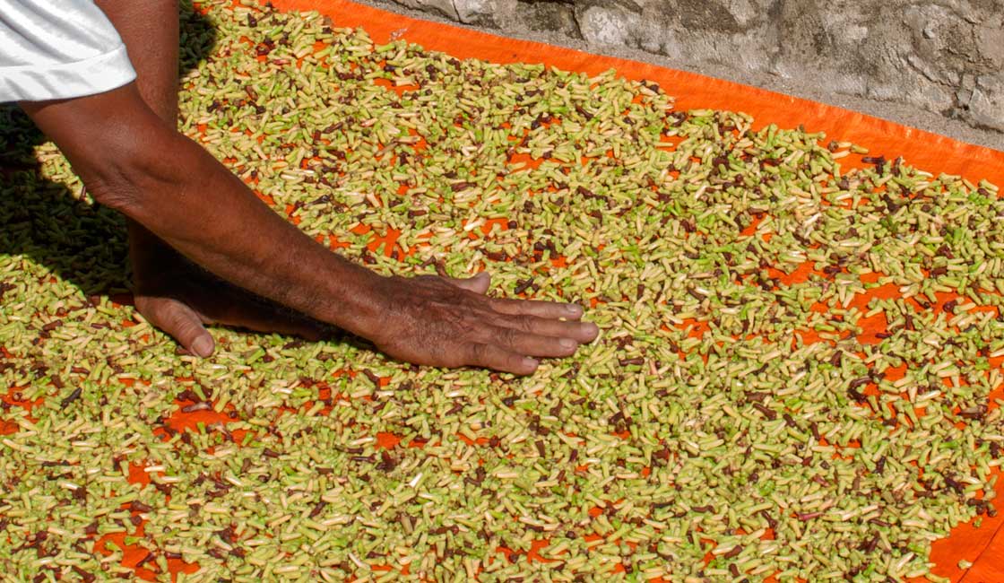 Cloves drying on the grouns