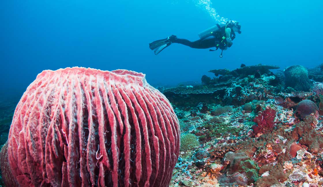 潜水员和丰富的海洋生物