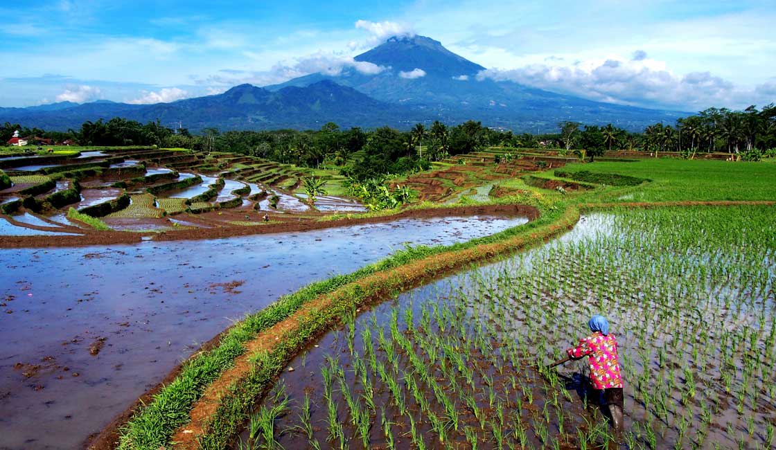 Rice terraces and a volcano in the background