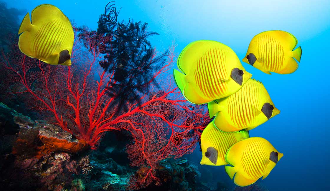 黄色的鱼和红珊瑚
