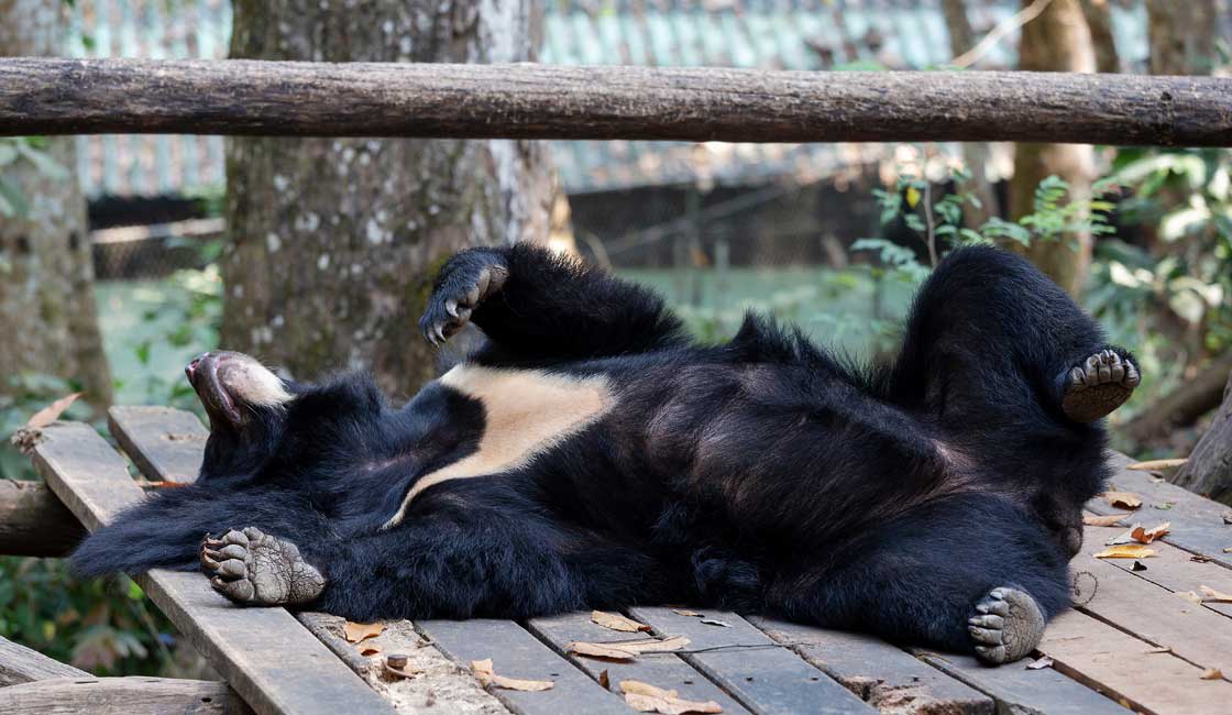 Bear on the wooden platform