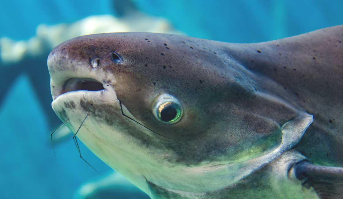 Catfish head closeup