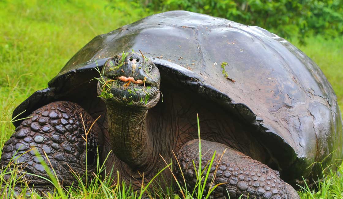 Tortoise with funny face