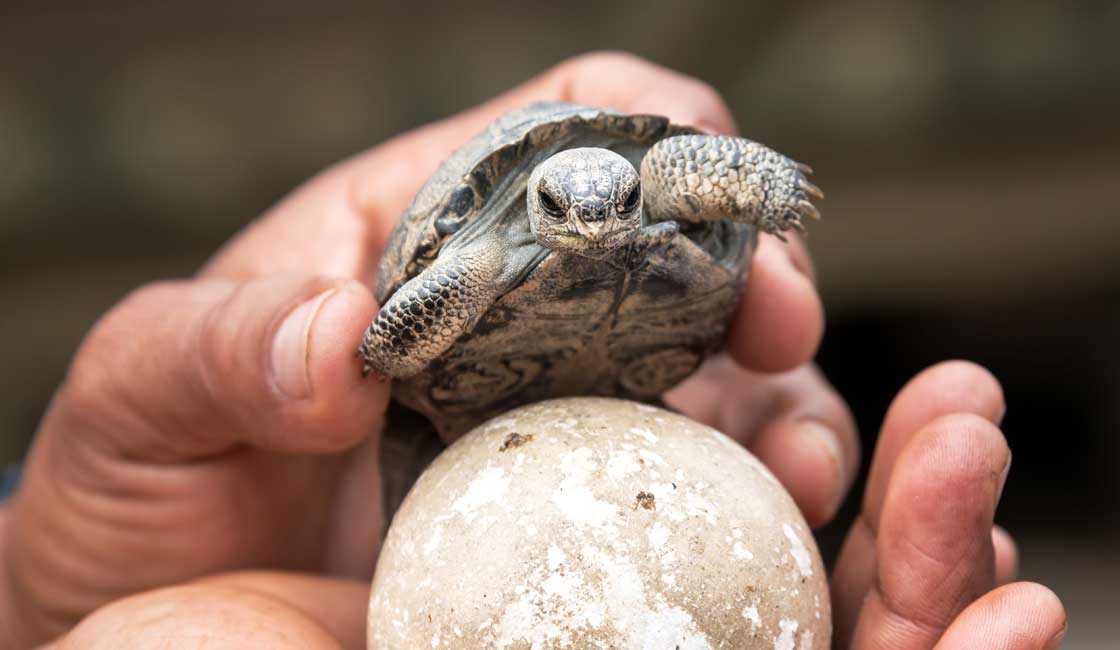 Baby tortoise and tortoise egg held by a human