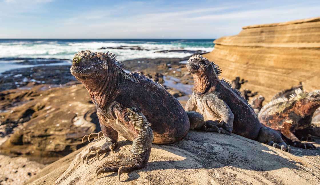 A group of iguanas on the rock