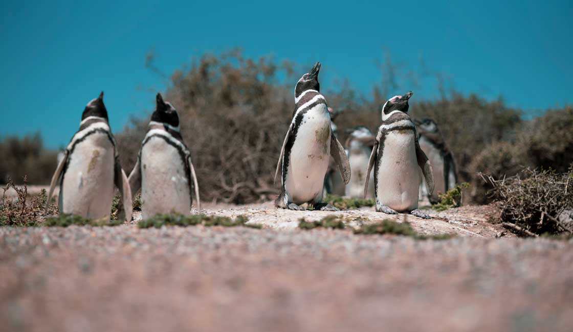 A group of Galapagos penguins