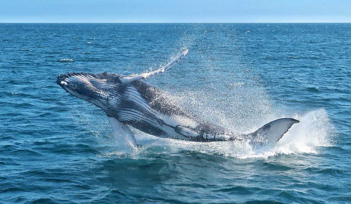 Whale jumping